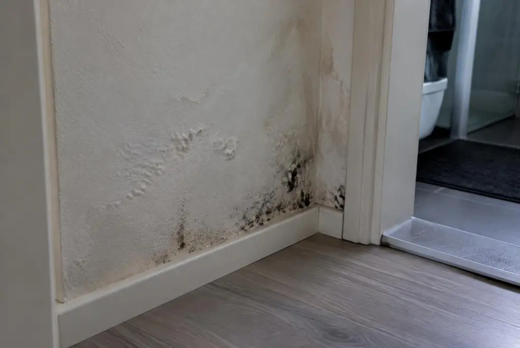 Lekdetectie Muiden – vochtplek met schimmel op een muur